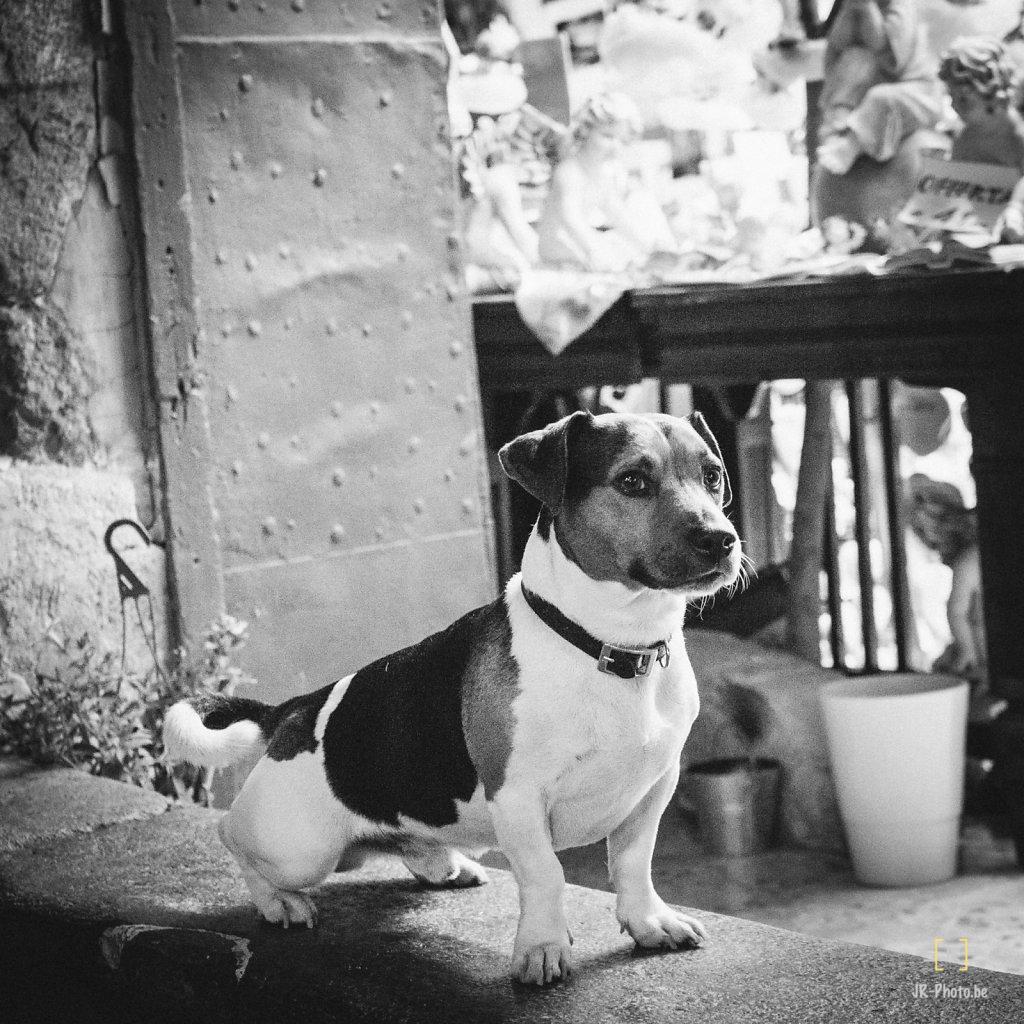 Photo de rue - Chien de garde